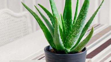 Aloe Vera pflanzen in der Wohnung