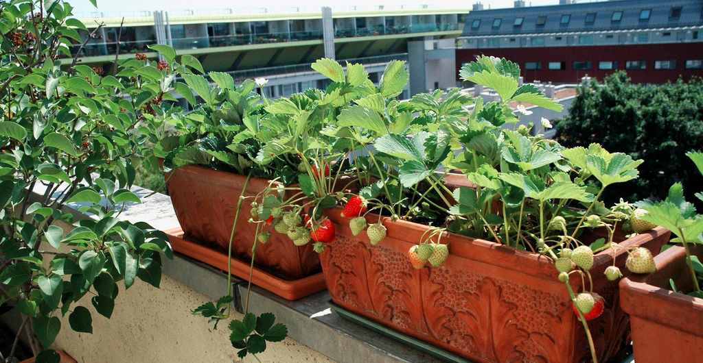 Erdbeeren pflanzen auf dem Balkon