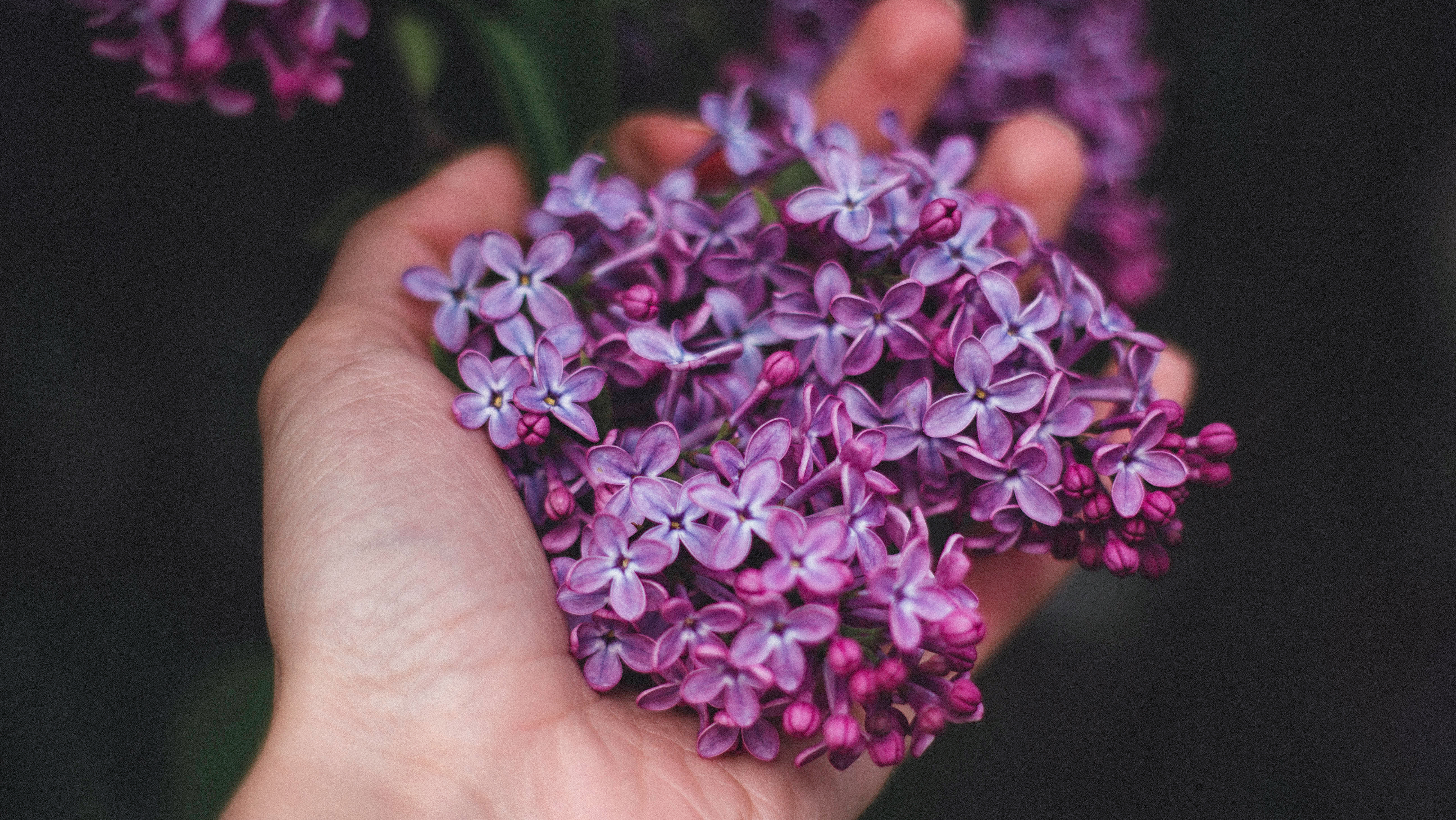 Lavendel pflanzen, richtig pflegen und nutzen